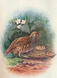 Perdrix - Perdix cinerea, vers 1910