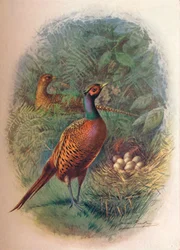 Faisan - Phasianus colchicus, vers 1910, 1910