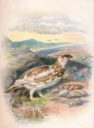 Lagopède - Lagopus mutus, vers 1910