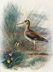 Chevalier gambette - Totanus calidris, vers 1910