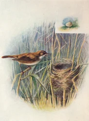 Rousserolle effarvatte - Acrocephalus streperus