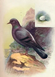 Pigeon biset - Columba livia, vers 1910