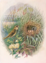 Phragmite des joncs - Acrocephalus phragmitis, vers 1910