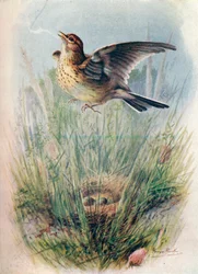 Alouette des champs - Alauda arvensis, c1910, 1910
