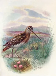 Bécassine - Gallinago coelestis, vers 1910, 1910