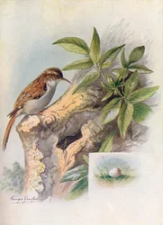 Grimpereau des jardins - Certhia familiaris