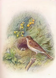 Pipit des arbres - Anthus trivialis, vers 1910