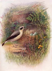Traquet motteux - Saxicola oenanthe, vers 1910