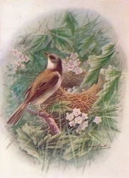 Fauvette grisette - Sylvia cinerea, vers 1910