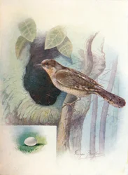 Torcol fourmilier - Iynx torquilla, vers 1910
