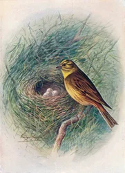 Bruant jaune - Emberiza citrinella, c1910, 1910