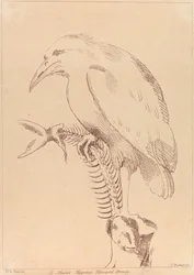 Sans titre : Oiseau tenant un squelette de poisson