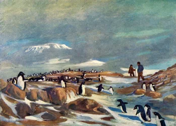 Retour des manchots, vers 1908, 1909
