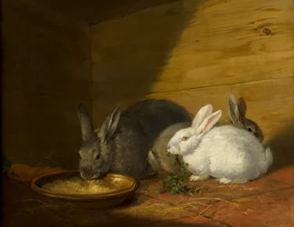 Lapins