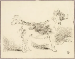 Chien de berger