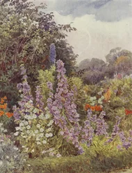 Campanule violette