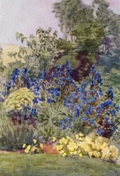 Anchusa Italica variété Dropmore, le Dropmore Alkanet, avec Clematis recta et Violas