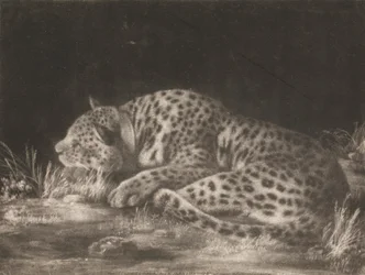 Un tigre (léopard endormi)