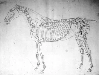 Étude anatomique d