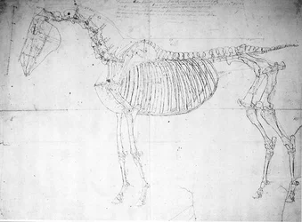 Étude anatomique d