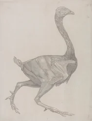 Corps de volaille, vue latérale (probablement préparé pour transfert sur la plaque pour gravure de la Table XV)