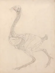 Corps de volaille, vue latérale (étude pour la figure clé du tableau XV)