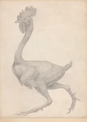 Volaille, vue latérale avec la plupart des plumes enlevées (Étude finie pour la Table X)