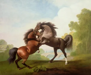 Chevaux se battant