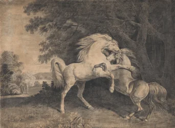 Combat de chevaux