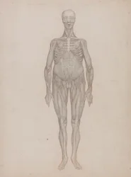 Figure humaine, vue antérieure (destinée à une planche qui n