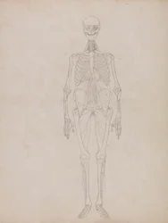Figure humaine, vue antérieure (figure de contour)