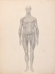 Figure humaine, vue antérieure, couches fasciales sous-jacentes enlevées (étude finie pour la table XI)