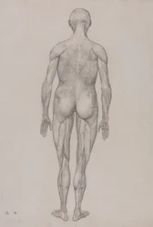 Figure humaine, vue postérieure (presque identique au dessin fini pour la table XII)
