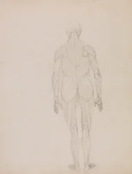 Figure humaine, vue postérieure