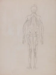 Figure humaine, vue postérieure (dessin au trait pour la figure clé d