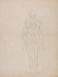 Figure humaine, vue postérieure