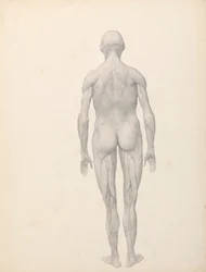 Figure humaine, vue postérieure, partiellement disséquée (étude finie pour la table XII)