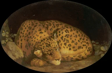 Léopard endormi
