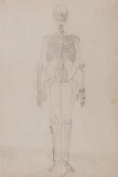 Étude de la figure humaine, vue antérieure, d