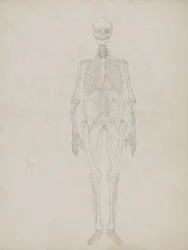 Étude de la figure humaine, vue antérieure, de 