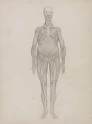 Étude de la figure humaine, vue antérieure, de 