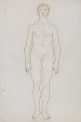 Étude de la figure humaine, vue antérieure, de 