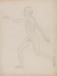 Étude de la figure humaine, vue latérale, de A Comparative Anatomical Exposition of the Structure of the Human Body with that of a Tiger and a Common Fowl, 1795-1806