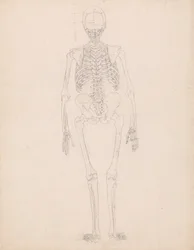 Étude de la Figure Humaine, Vue Postérieure, Diagramme pour Clé de la Table II, d