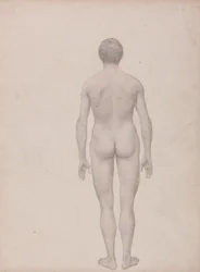 Étude de la Figure Humaine, Vue Postérieure, Non Disséquée, Étude Finie pour la Table VII, d