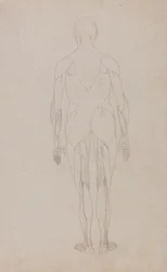 Étude de la figure humaine, vue postérieure, d