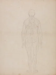 Étude de la figure humaine, vue postérieure, d