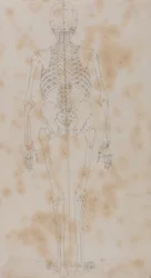 Étude de la figure humaine, vue postérieure, d