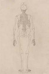 Étude de la Figure Humaine, Vue Postérieure, d
