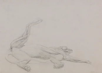 Corps de tigre, couché, vue ventrale